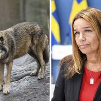 Bild på två vargar bredvid bild på landsbygdsminister Anna-Caren Sätherbergs (S).