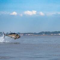 Tonfisk hoppar i Öresund