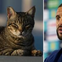 Kyle Walker har lovat att adoptera en hemlös katt om England vinner VM-guld. Katten på bilden, som är från Qatar, har nödvändigtvis inget med artikeln att göra.