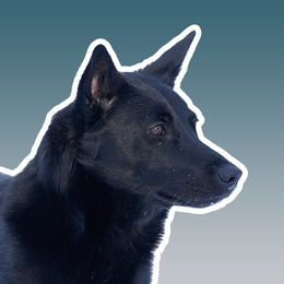 Bästa vallhunden