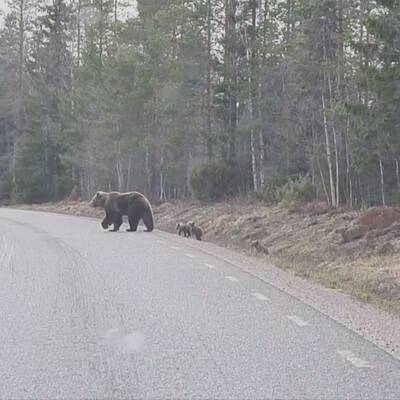 Björnar går längs med väg