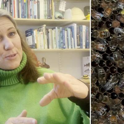 Marie Dacke förklarar hur honungsbin gör för att visa vägen till områden med blommor.