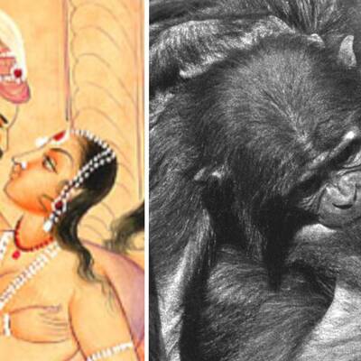 Kyssbild från kamasutra. Bonbos som tungkysser varandra. Frans de Waal. Sexuella kyssar.