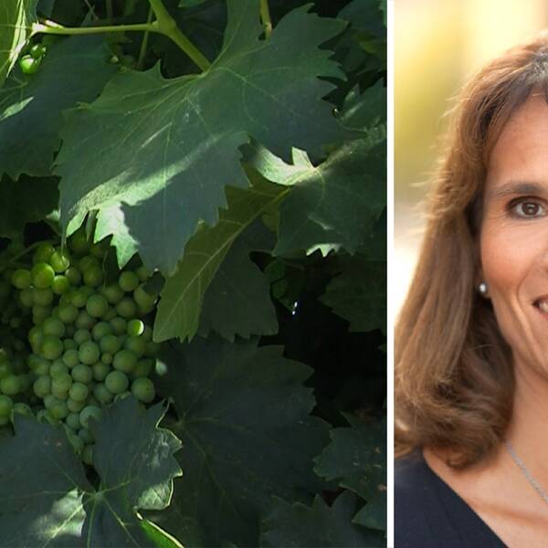 Marie Nygren, vice vd på Systembolaget besökte vingården Leeuwenkuil tidigare i år.