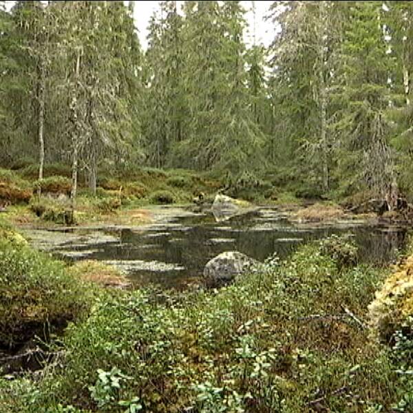 Av Värmlands 1,3 miljoner hektar produktiv skogsmark är det bara 1,1 procent som har ett formellt skydd.