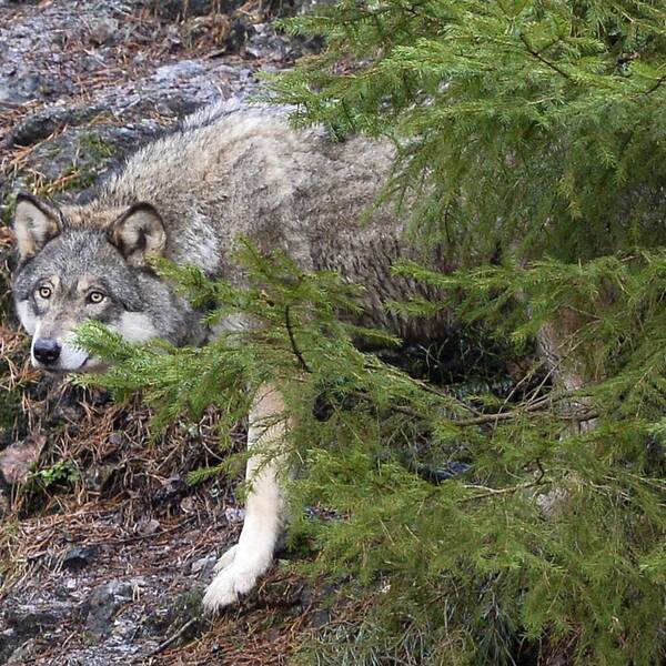 varg