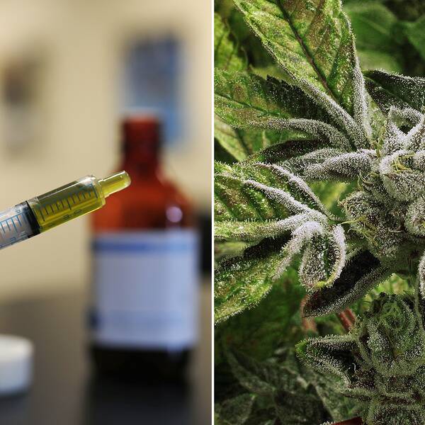 CBD-oljan är till skillnad från den rusgivande och mer kända THC, inte psykoaktivt och orsakar i sig inget rus.