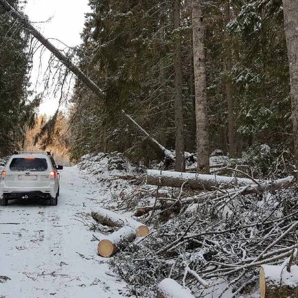 Träd som fallit över en väg i skogen efter stormen Alfrida.