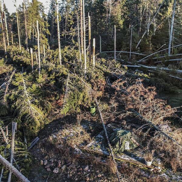 Fallna träd efter Alfrida.