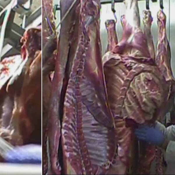 I det polska slakteriet skars sjuka delar bort och köttet kvalitetsmärktes, enligt tv-bolaget TVN24.