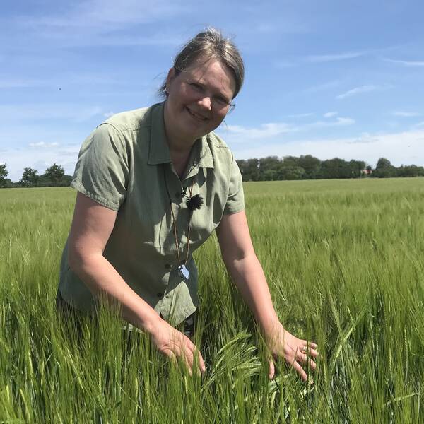 Växtodlingsagronomen Louise Zetterholm på Hushållningssällskapet i Halland står i ett fält med vårkorn. ”Det har varit väldigt friskt i år”, säger hon.