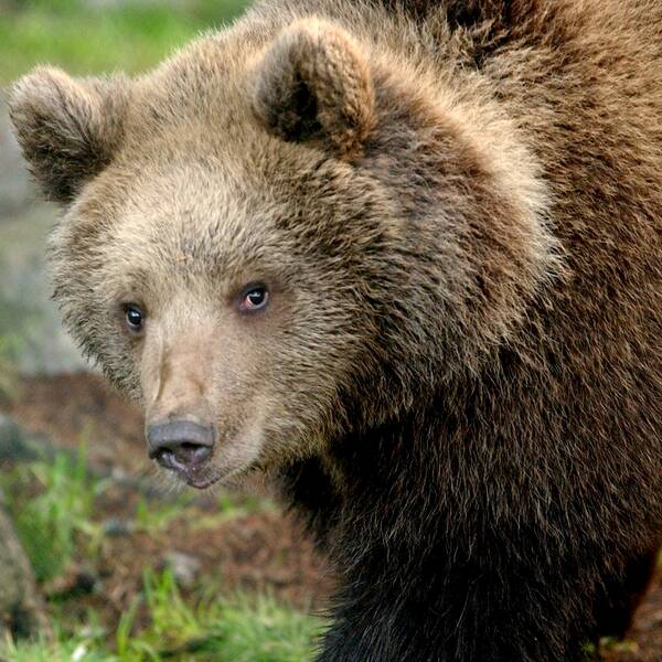 bild på en brunbjörn