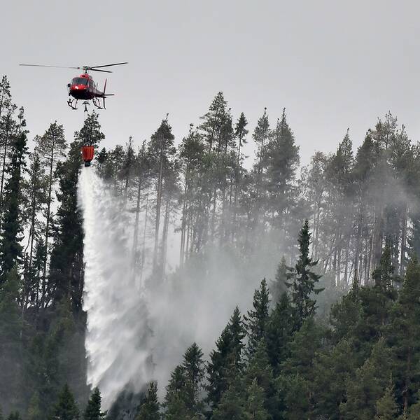 En röd helikopter släpper vatten över skog.