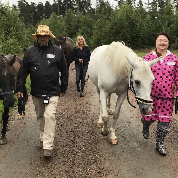 Hästerapi. Hästpromenaderna äger rum i naturen för att skapa lung hos deltagarna. Från vänster: Glenn Henner med hästen Sammy, Henrika Jormfeldt med hästen Manyana och Linda Svensson med hästen Aylah.