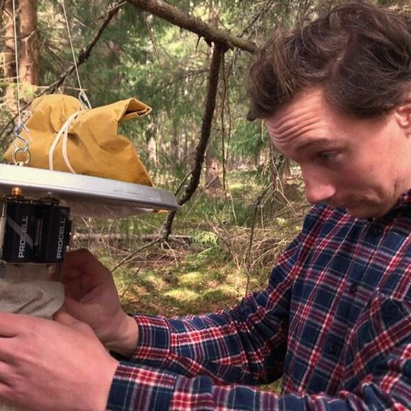 Följ med bekämpningstekniker Hugo Widmark ut i skogen för att räkna myggor.