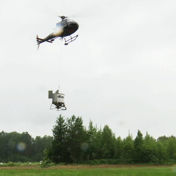Helikopter lyfter för att sprida bekämpningsmedel