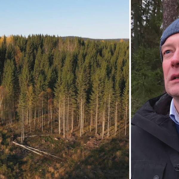 Två bilder. Till vänster en skog med kalhygge i förgrunden, till höger Lars-Johan Lander.