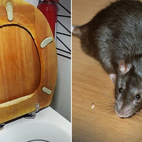 Toalettsitts söndergnagd av råtta