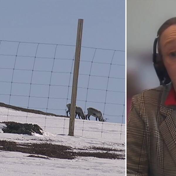 fyra renar betar på delvis snötäckt fjällmark, bakom ett staket, samt bild från videochatt med Jenny Wik Karlsson – en kvinna med glasögon och hörlurar, i kavaj