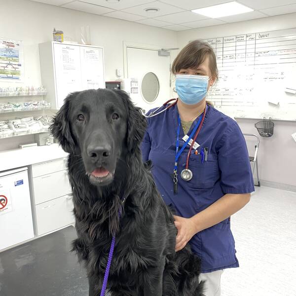 Veterinärer upplever stress.
