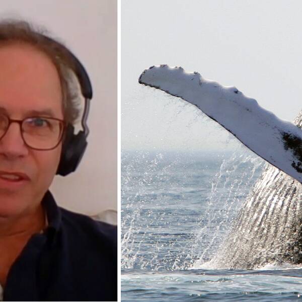 Nån gång varannat år händer det att valar navigerar in i Östersjön, antingen på grund av felnavigation, eller i jakt på mat, säger Thomas Lyrholm är valforskare på Naturhistoriska riksmuseet.