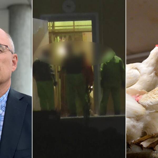 Bilden är ett collage med tre bilder. Den vänstra bilden är en porträttbild på åklagare Kjell Janneson. Bilden i mitten är en bild på tre personer som misstänktes för djurplågeri, deras ansikten är censurerade. Den högra bilden är en bild på vita höns.