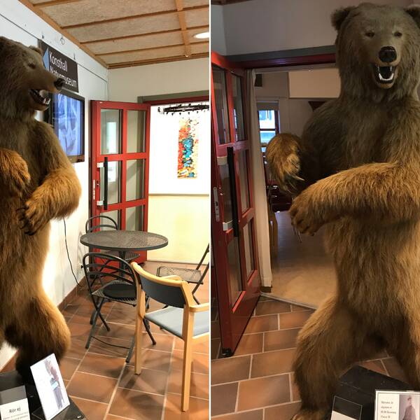två bilder på en uppstoppad björn som står på bakbenen i foajén till Rättviks kulturhus