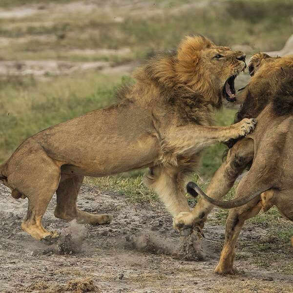 Jericho, till vänster, i kamp med sin bror Cecil i nationalparken Hwange i Zimbabwe förra året.