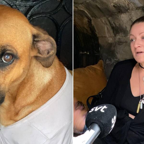 Till vänster bild på en ljusbrun hund som tittar in i kameran, till höger bild på kvinna som pratar
