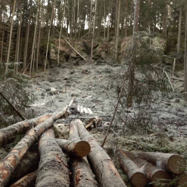 Skog och nedhuggna träd i skogsområde i Eda kommun i Värmland