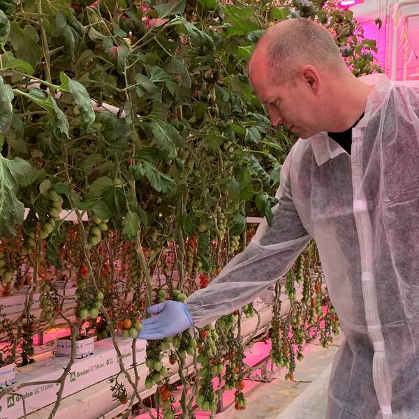 Mindaugas Krasauskas, platschef tomatodlingen, inspekterar några tomater.
