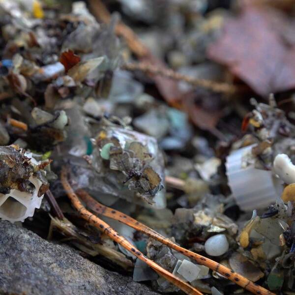 Närbild på plastbilar på en strand. Vi ser tallbarr och nedbrutna lövbitar blandat med kugghjulsformade och linsformade plastbitar.