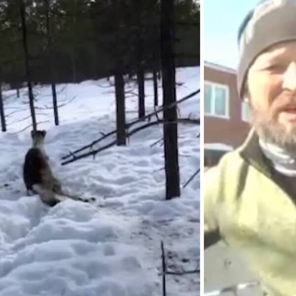 Varning för starka bilder: Här hittas renen i skogen efter att den utsatts för djurplågeri.