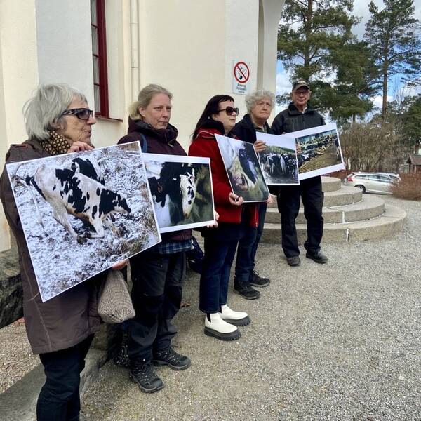 Demonstrerande grannar håller upp plakat med bilder av kossor utanför tingsrätten i Hudiksvall.