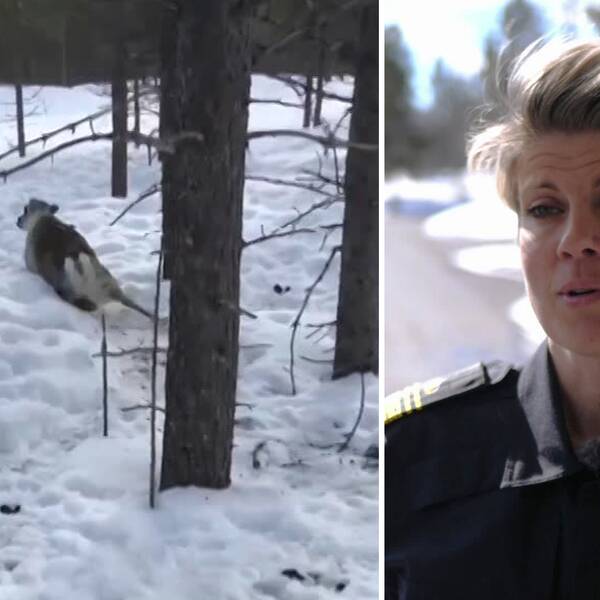 I klippet: Polisens förklaring till varför det är så svårt att utreda våldsdåden mot renar.