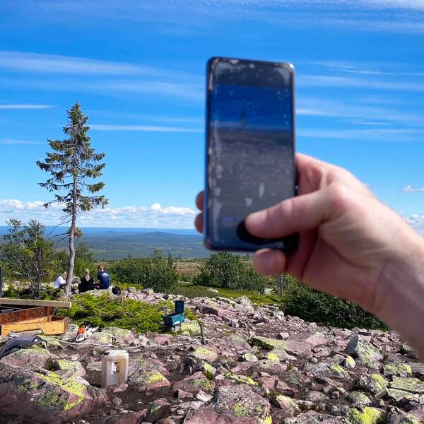 En besökare använder sin mobiltelefon för att ta bild på Old Tjikko.