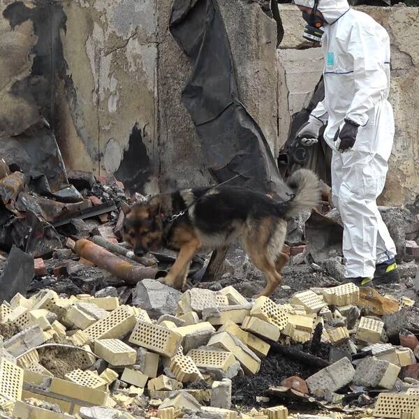 Man med vit skyddsdräkt leder en hund i koppel genom brandrester.