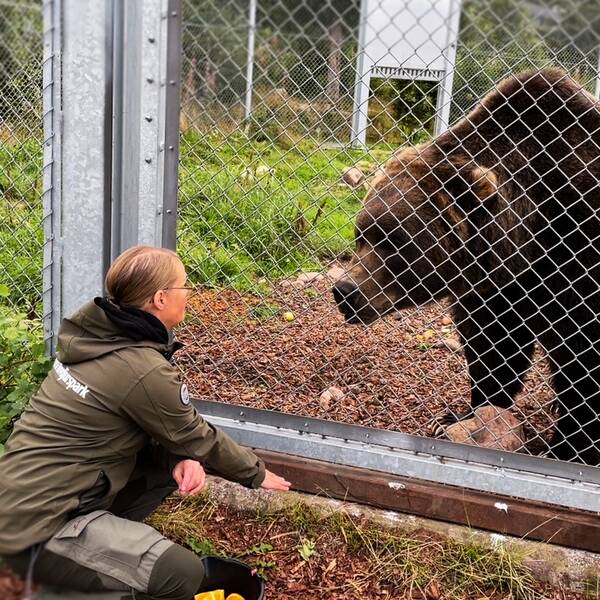 En kvinna, parkchefen, sitter på knä framför hägnet och ber en brun kodiakbjörn att lägga sig ner bakom staketet.