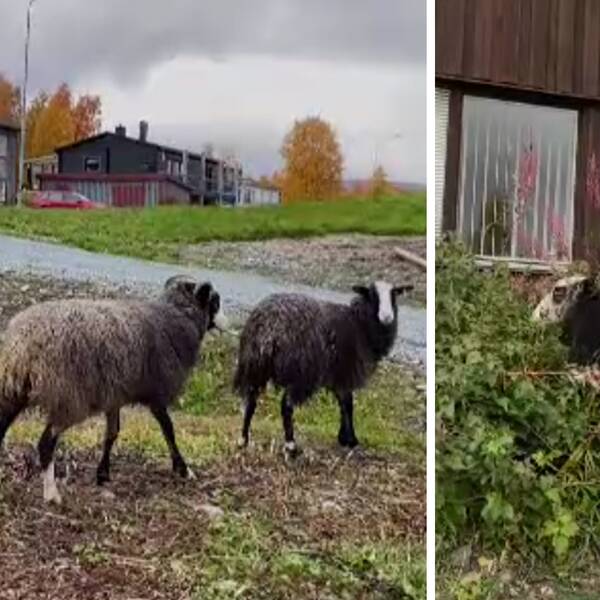 Se fåren gå runt och beta i samhället i Klimpfjäll.