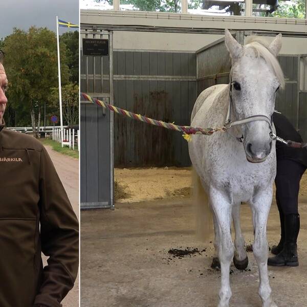 Delad bild på ordförande för RK Styringe Stall Mikael Dahl som kollar åt sidan, och en vit häst som ryktas inne i ett stall.