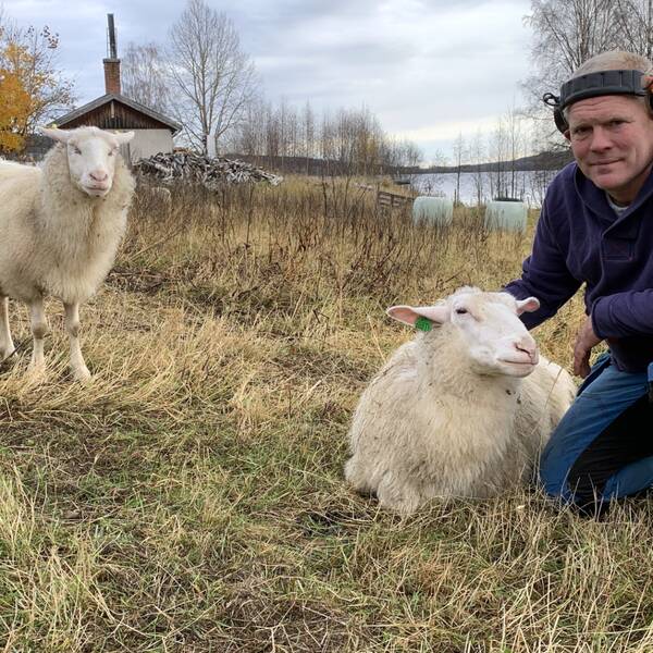 Marcus Lindgren tillsammans med ett par får i fårhagen på hans fastighet.