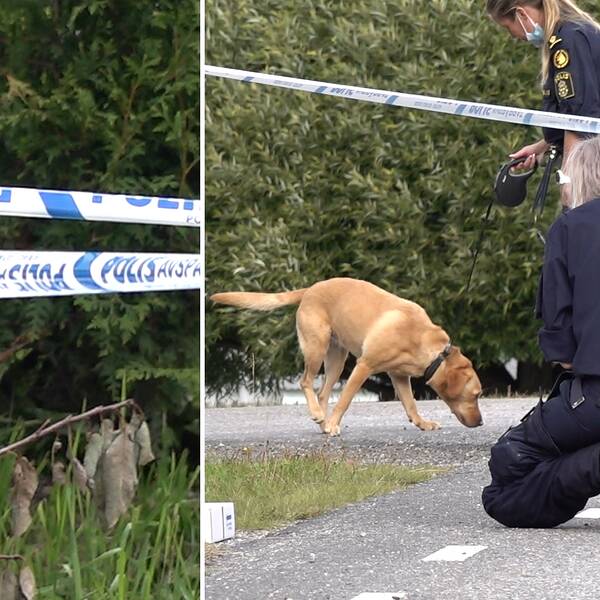 Mord i bostadsområde utanför Sundsvall. Till vänster bild på en polis som undersöker något bakom en buske. Till höger bild på fyra poliser som undersöker ett avspärrat område, en av dem har med sig en ljus labrador-liknande hund.