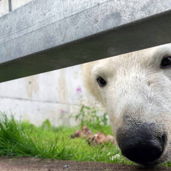 En isbjörn tittar fram under ett stängsel