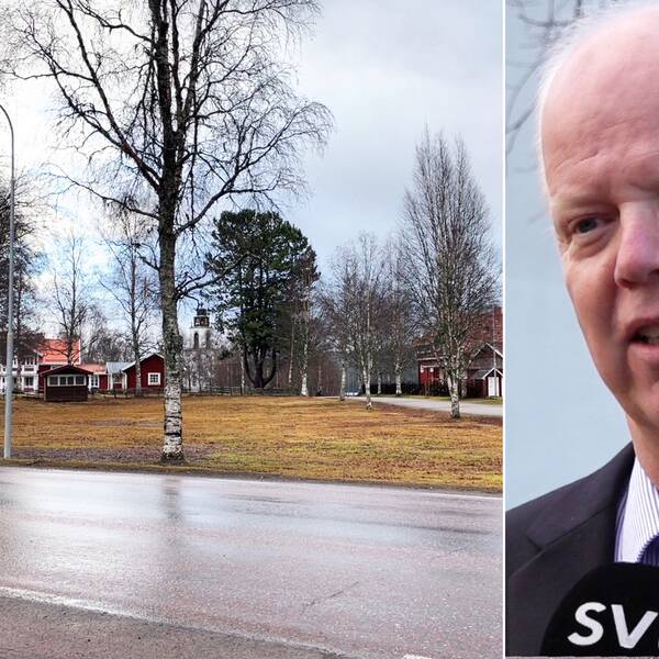Delad bild – till vänster en bild på en markyta där det står björkar på. Till höger en bild på en man med vitt hår och blå-vit randig skjorta.