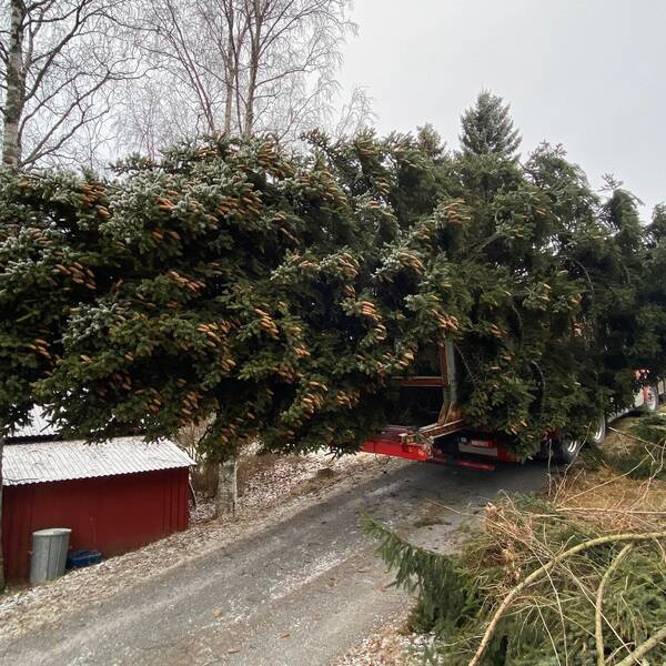 Julgranen som ska stå på Stortorget i Östersund ligger på en lastbil