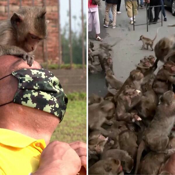 Bild på man som har apa på huvudet, bredvid bild på apor som får mat.