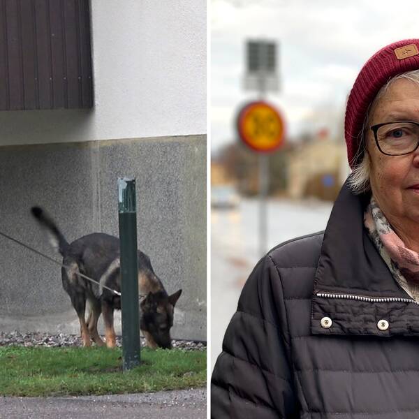 Bilden är delad i två. Den vänstra bilden är en bild på en hundförare från polisen och hans hund. Den högra bilden är en porträttbild på Nyköpingsbon Agneta Jansson. 