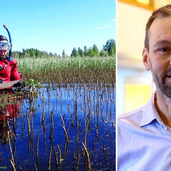 Miljömålssamordnaren Jörgen Naalisvaara berättar för SVT om några av de hundra miljösatsningarna som har gjorts i Norrbotten. På bilden syns också en dykare som arbetar med invasiva arter.