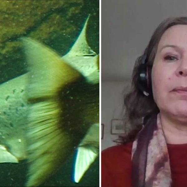 Virussmitta på lax i Lagan bekräftad på fiskodling i Laholm SVT Nyheter