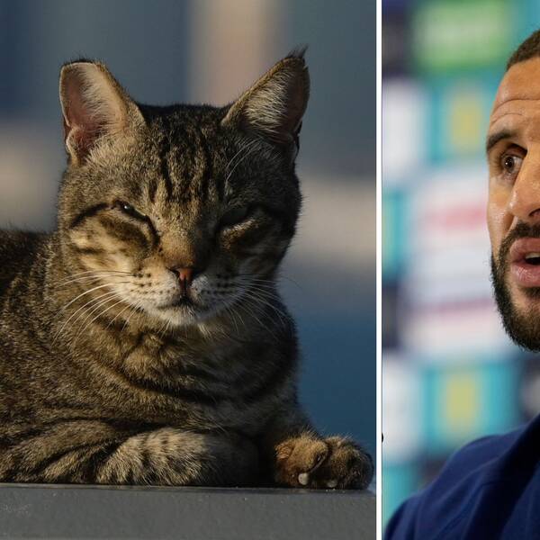 Kyle Walker har lovat att adoptera en hemlös katt om England vinner VM-guld. Katten på bilden har nödvändigtvis inget med artikeln att göra.